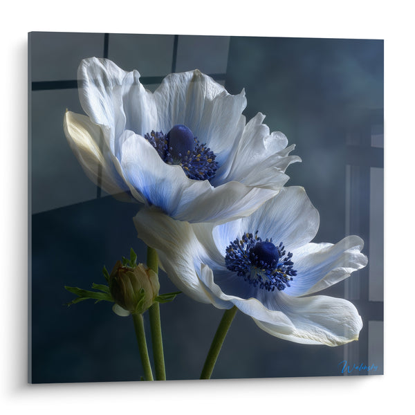Tableau Anémones blanches aux cœurs bleu marine - Éclosion silencieuse - Edition fleur nature