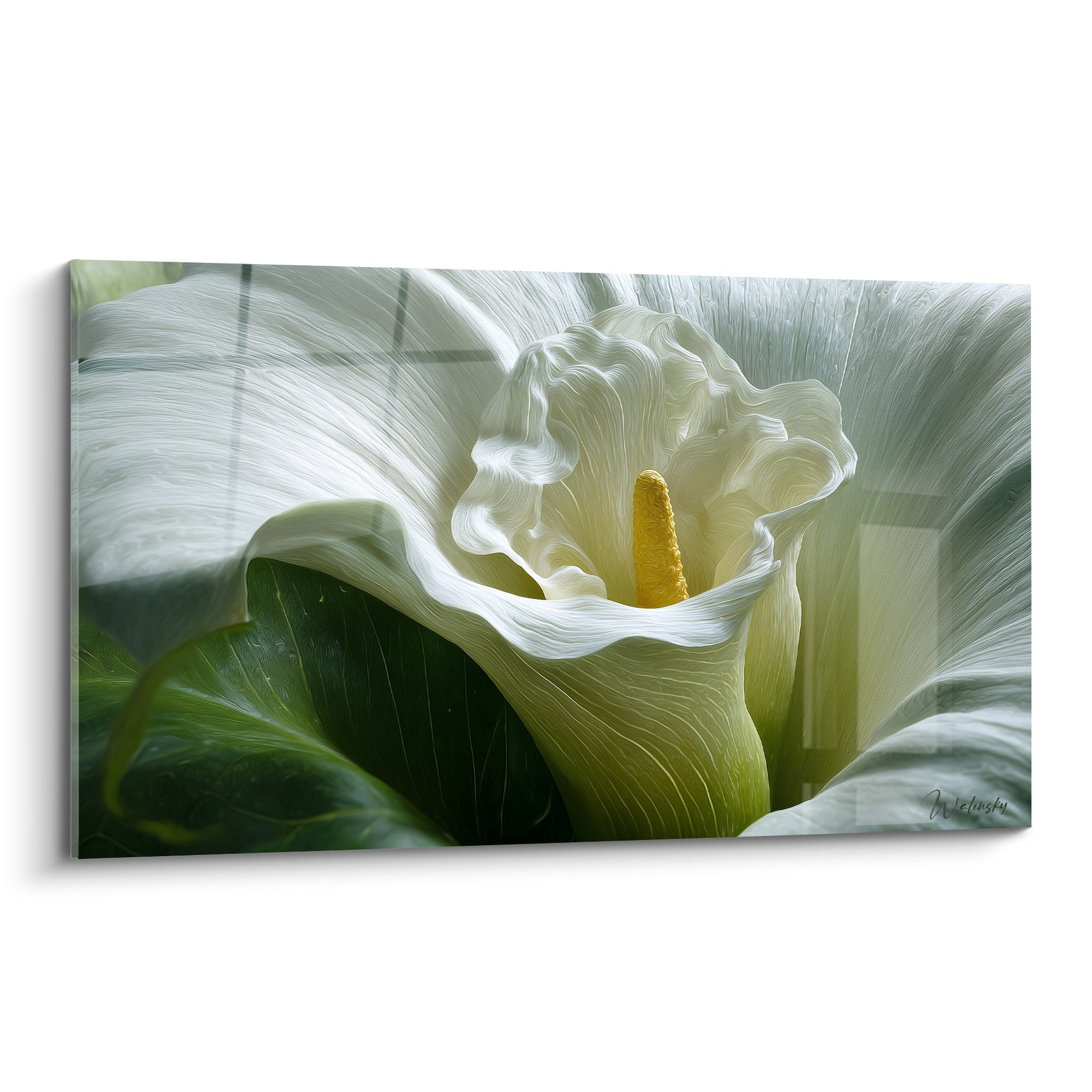 Arum blanc et vert au pistil doré, pétales ondulés et texture picturale délicate en gros plan