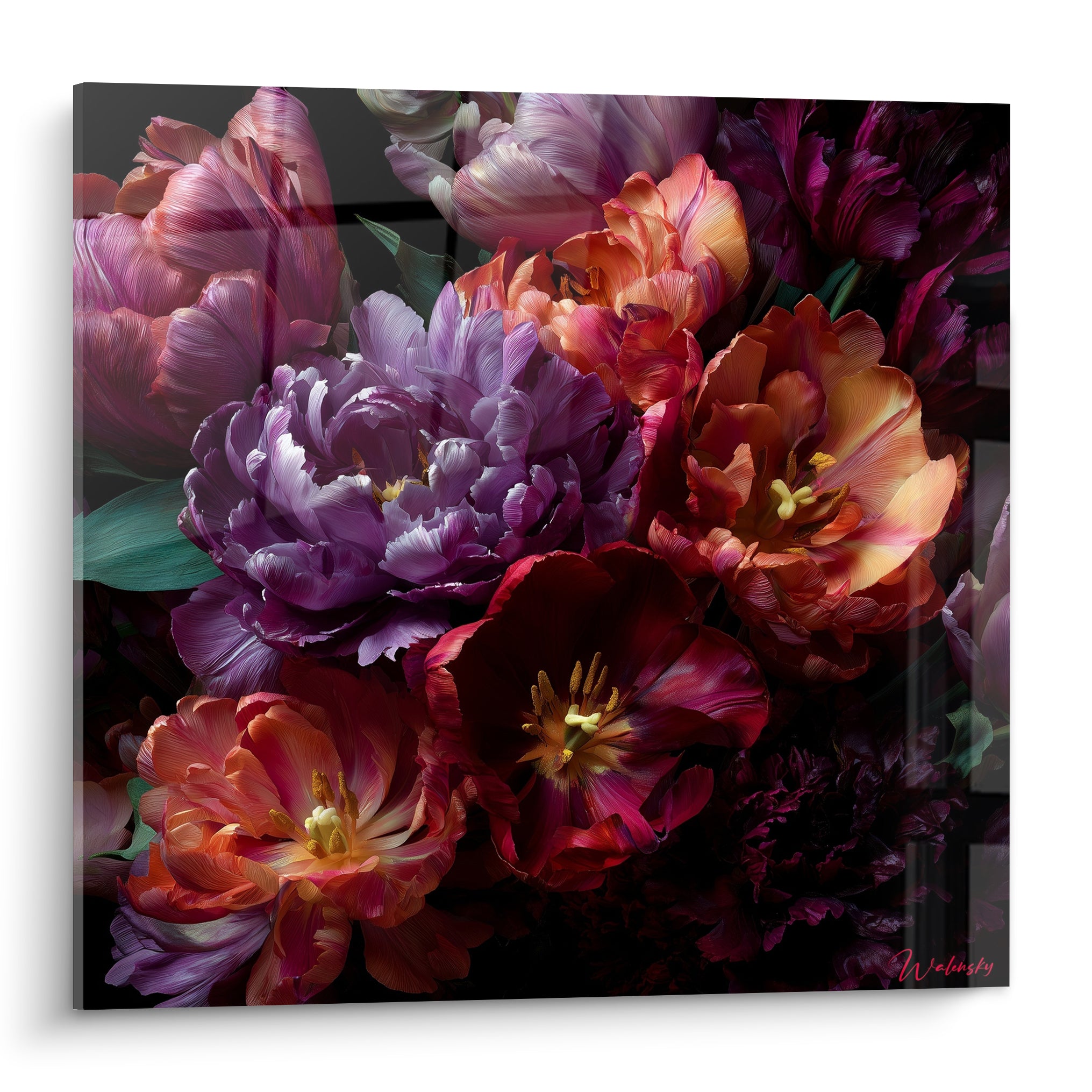 Bouquet de tulipes violettes et orange en pleine floraison sur fond noir intense