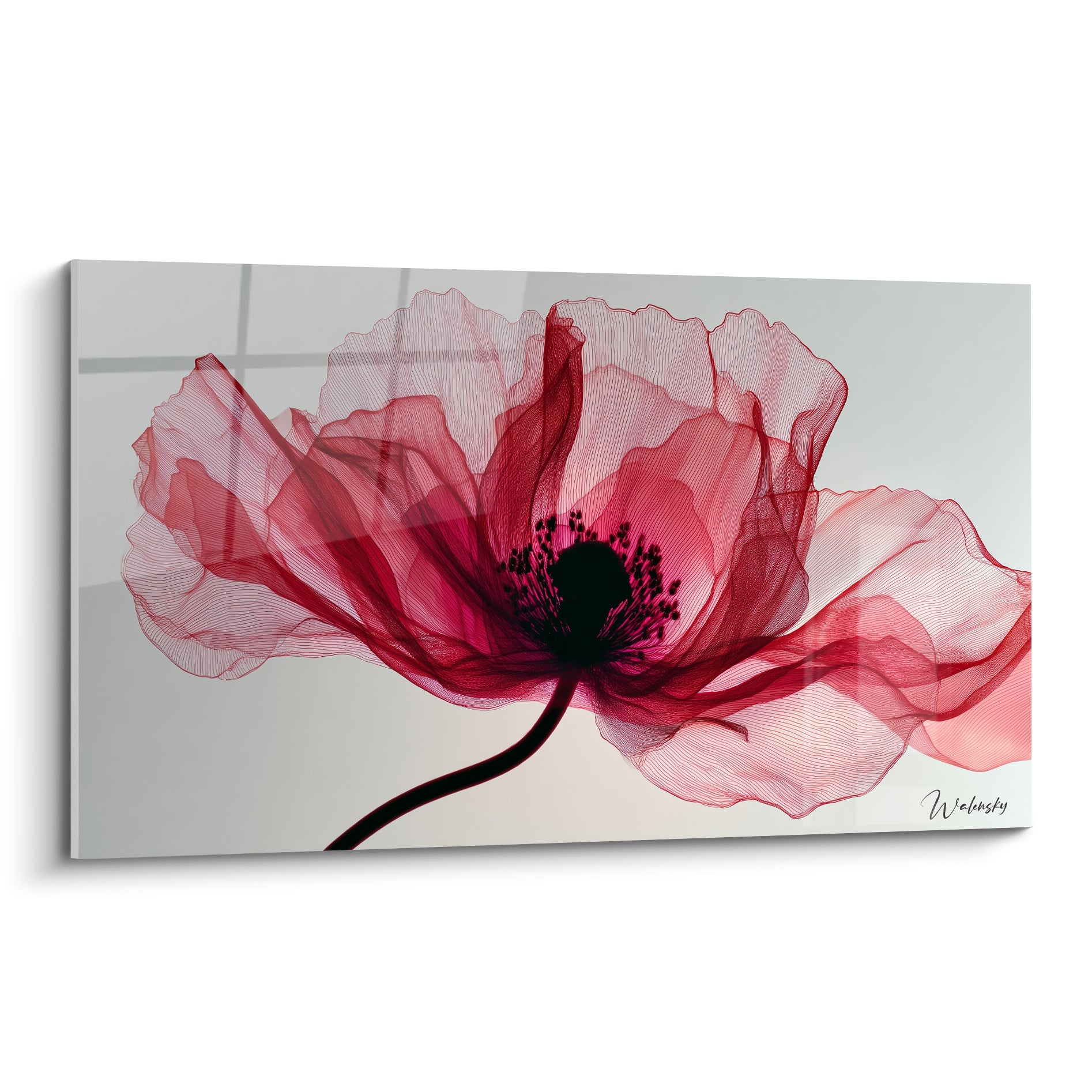 Coquelicot rouge translucide aux lignes fines, cœur noir intense sur fond gris clair