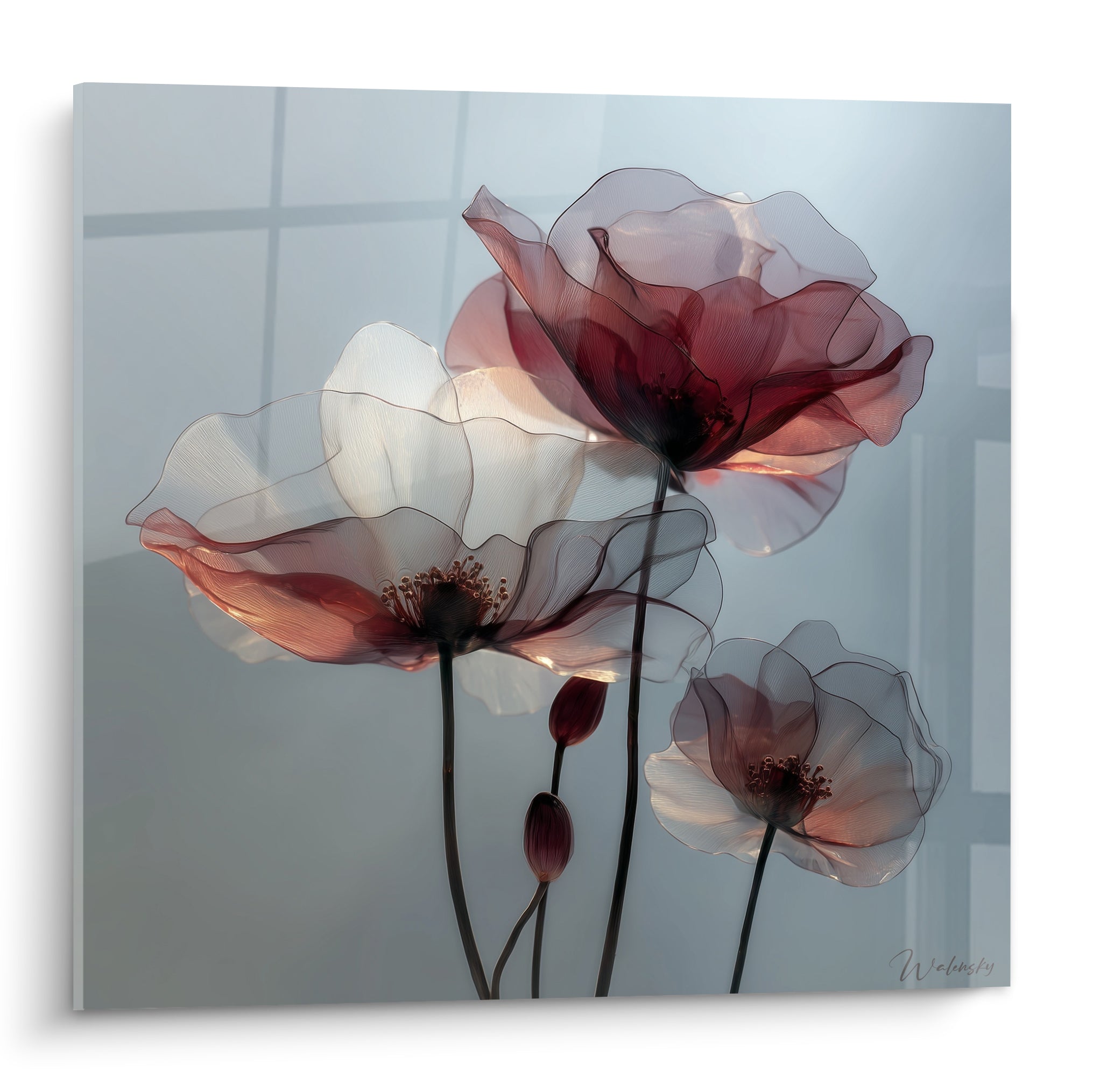 Coquelicots translucides bordeaux et blancs aux nervures fines sur fond gris perle lumineux