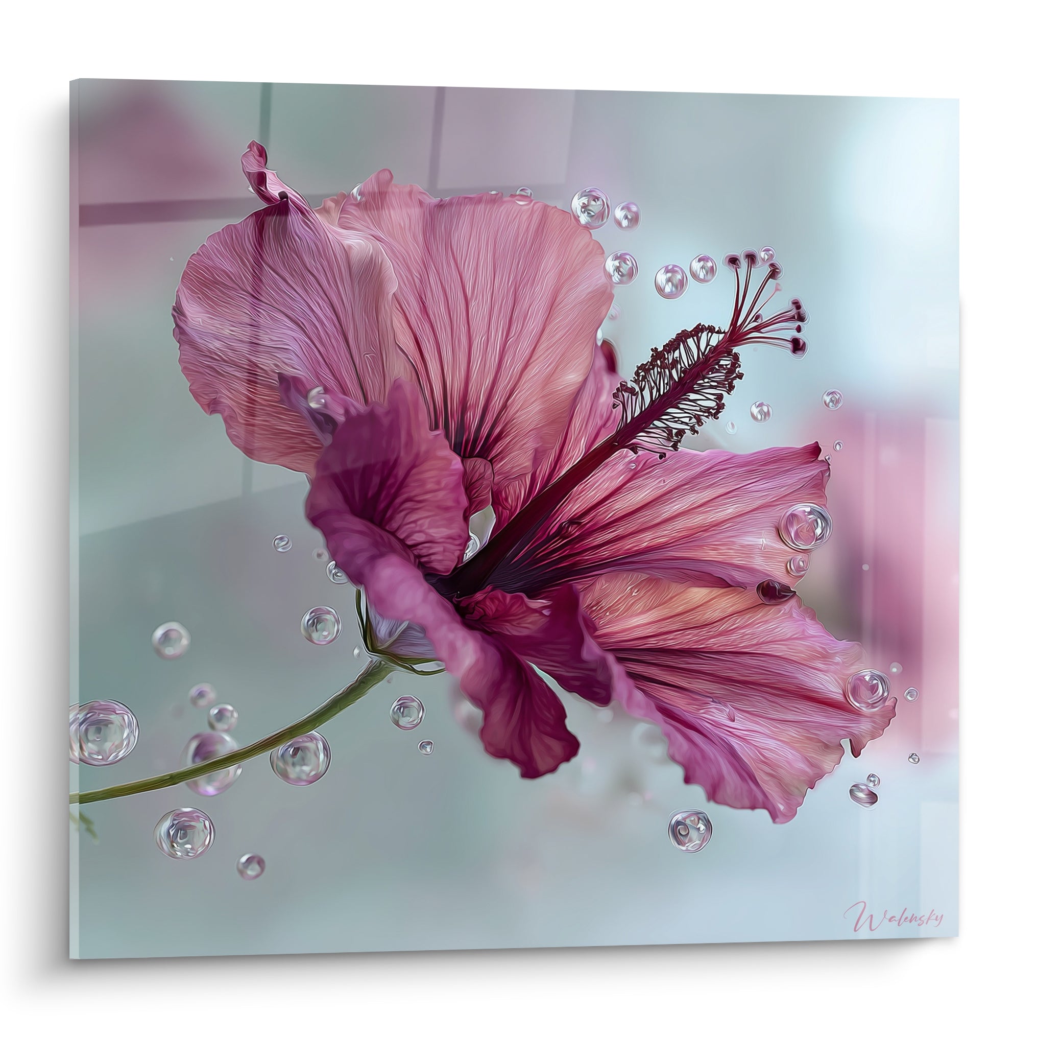 Hibiscus rose et pourpre aux gouttelettes d'eau suspendues, pétales veinés sur fond gris perle
