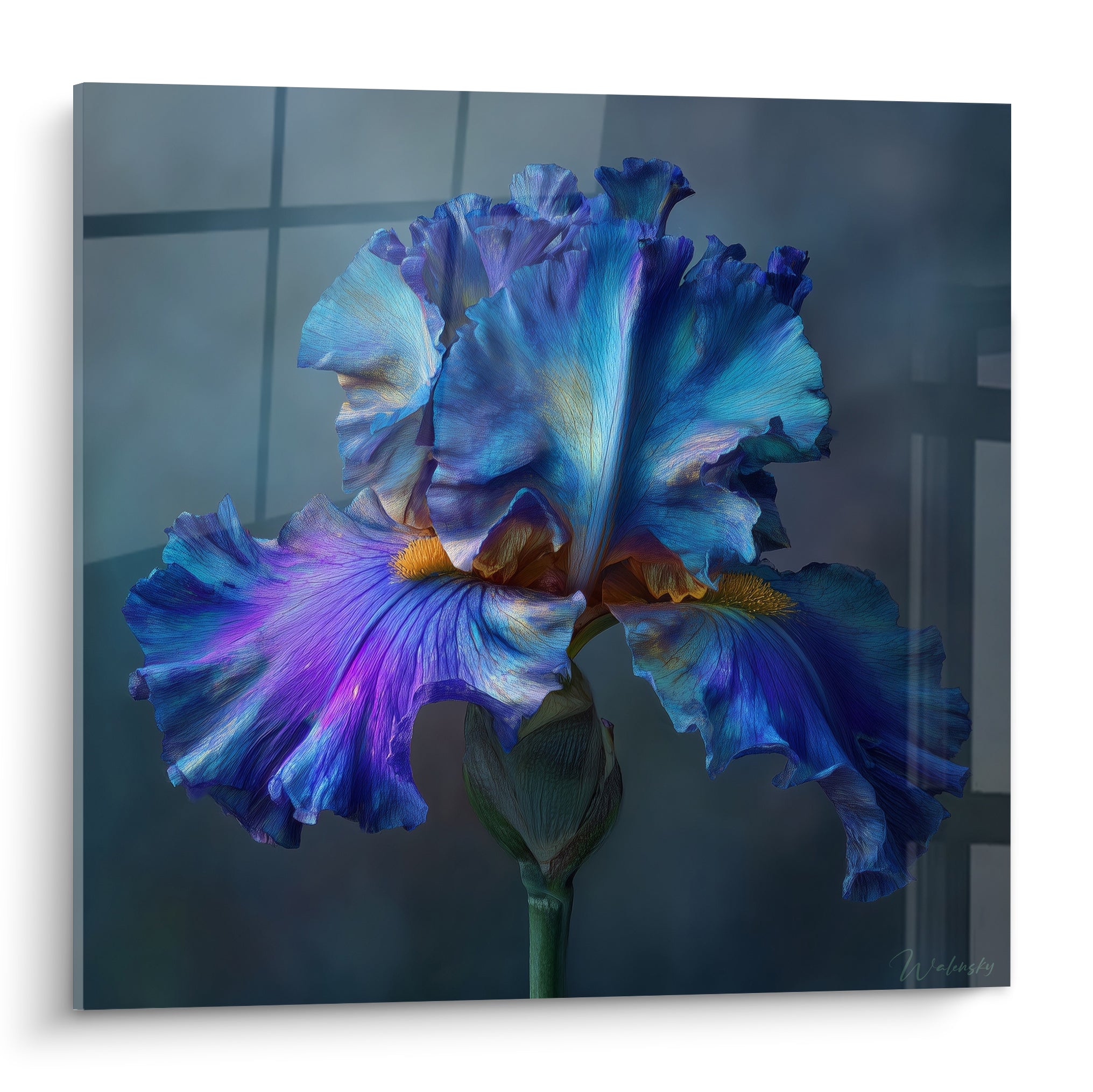 Iris déployé en bleu marine et violet, cœur doré éclatant, pétales ondulés en pleine floraison