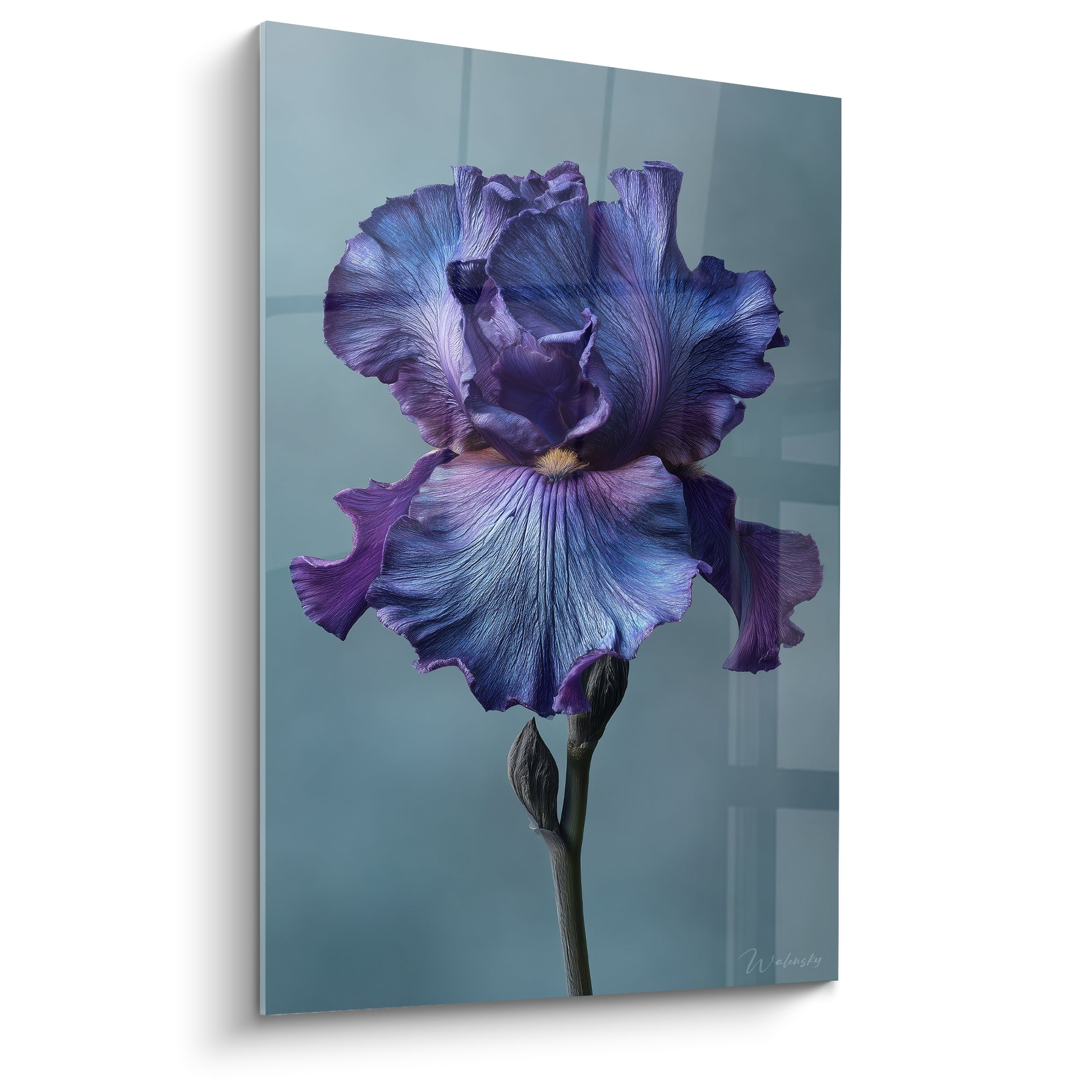 Iris violet aux pétales ondulés, cœur doré et fond bleu-gris texturé, plein cadre.