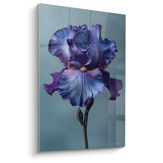 Tableau Iris violet et bleu au cœur ambré - Bourgeon fermé sur tige sombre - Edition fleur nature