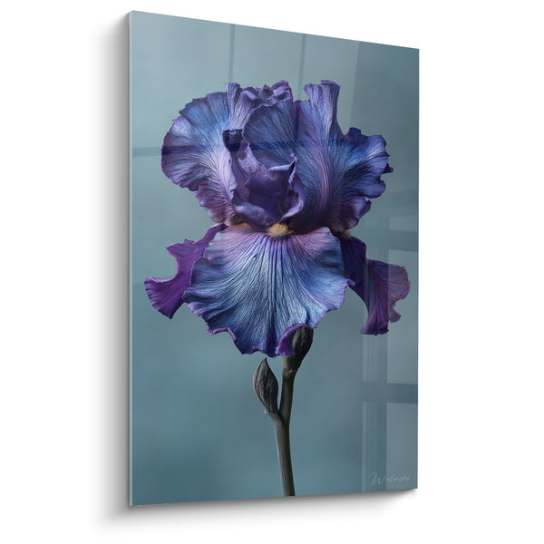 Tableau Iris violet et bleu au cœur ambré - Bourgeon fermé sur tige sombre - Edition fleur nature