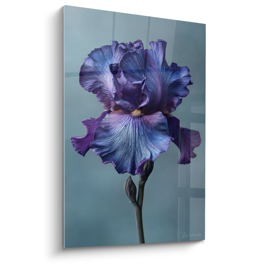 Tableau Iris violet et bleu au cœur ambré - Bourgeon fermé sur tige sombre - Edition fleur nature
