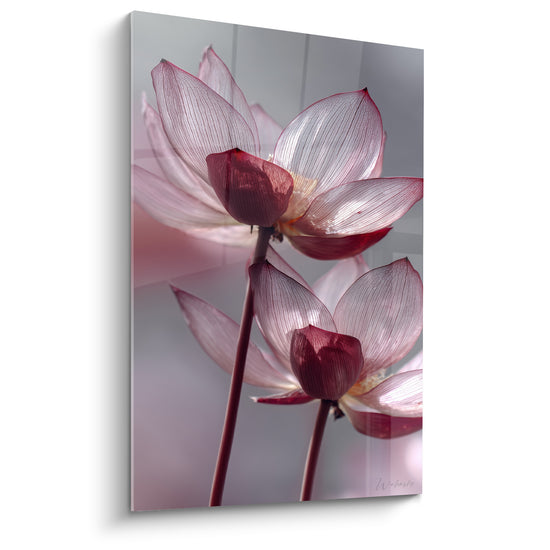 Lotus rose pâle et bordeaux aux pétales translucides sur fond gris argenté lumineux