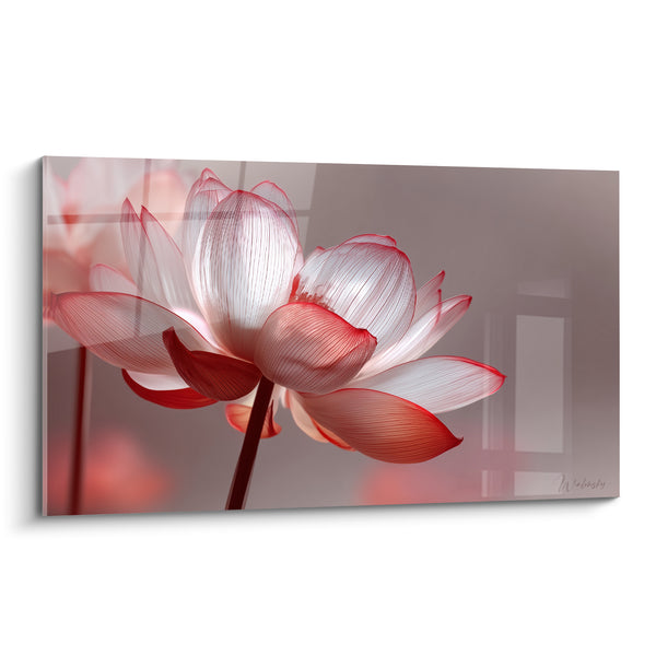Tableau Lotus blanc et rouge aux pétales veinés - Tige unique en radiographie - Edition fleur nature