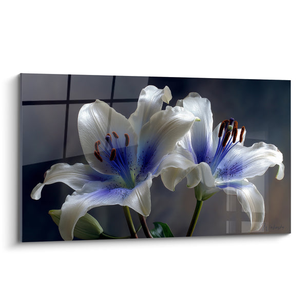 Tableau Lys blanc et bleu aux étamines cuivrées - Reflets de fenêtre - Edition fleur nature