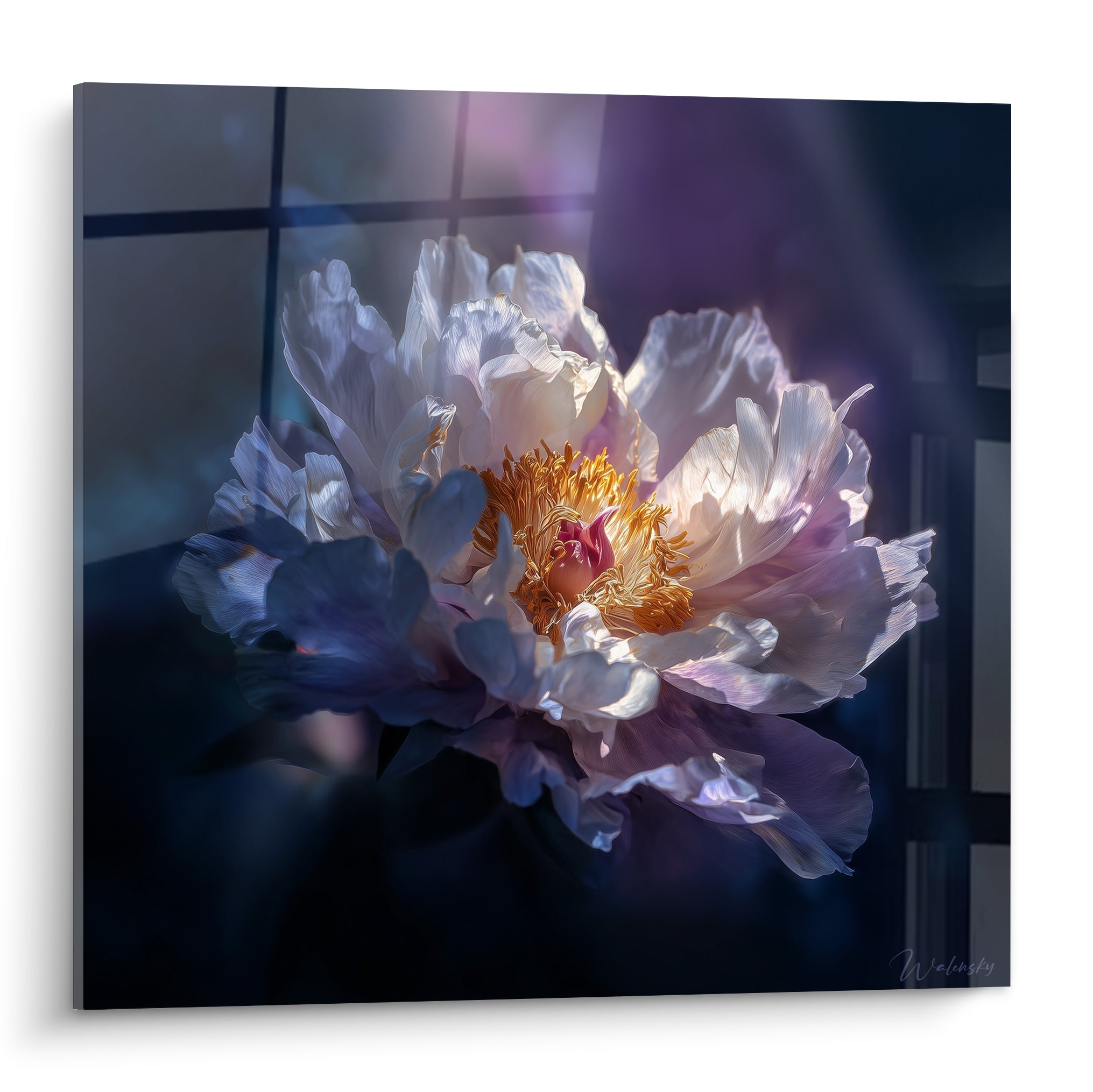 Pivoine blanche et violette au cœur doré illuminé, pétales froissés sur fond anthracite