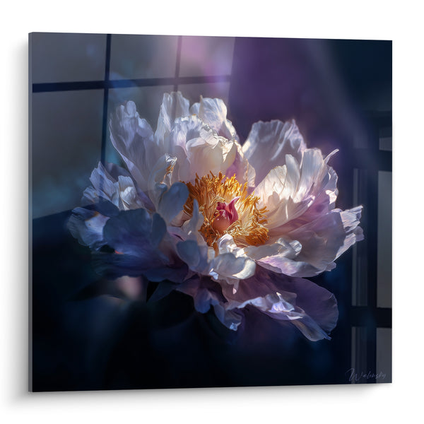 Tableau Pivoine blanche aux reflets violets - Lueur secrète - Edition fleur nature