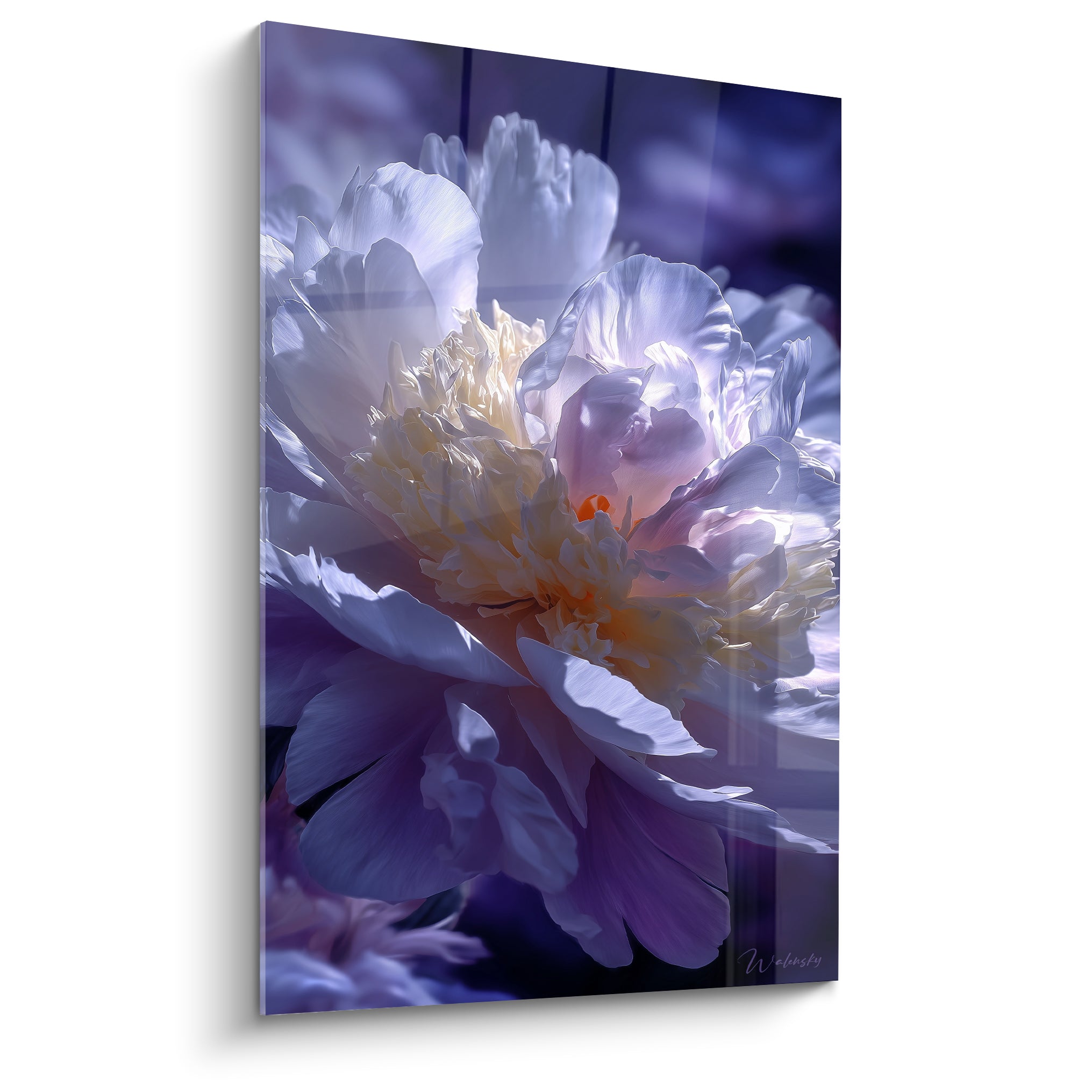 Pivoine blanche et violette aux reflets dorés, pétales éclatants sur fond nocturne profond