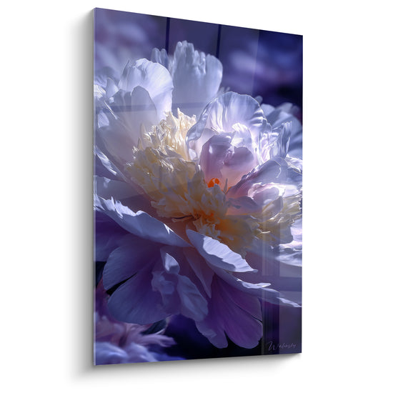 Pivoine blanche et violette aux reflets dorés, pétales éclatants sur fond nocturne profond
