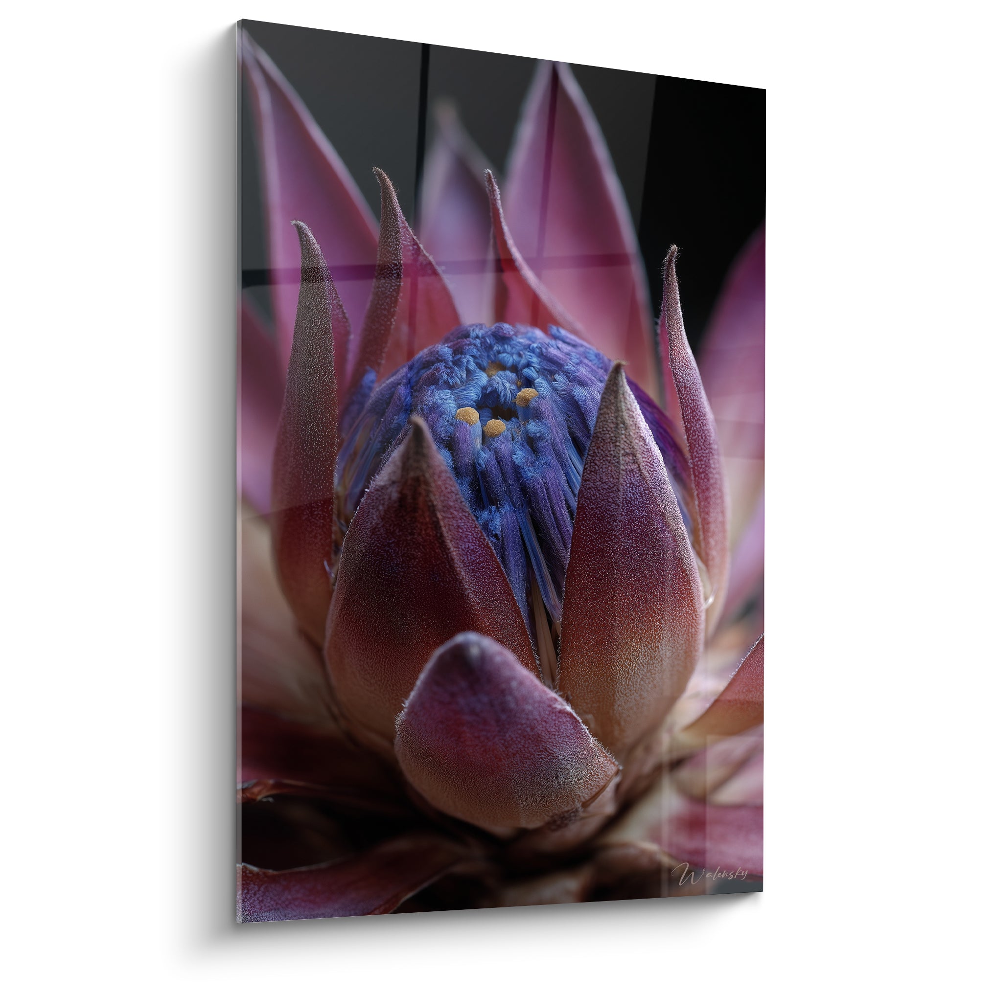 Protéa aux pétales rose et bleu profond, cœur duveteux photographié en gros plan sur fond anthracite