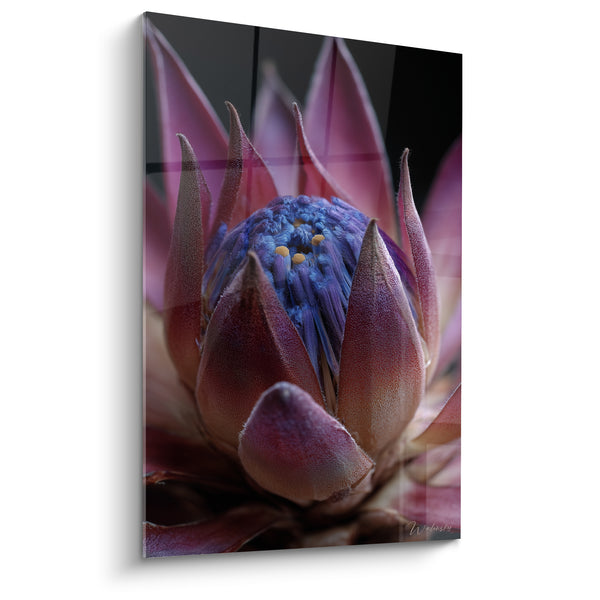 Tableau Protéa rose et bleu profond - Éveil végétal - Edition fleur nature