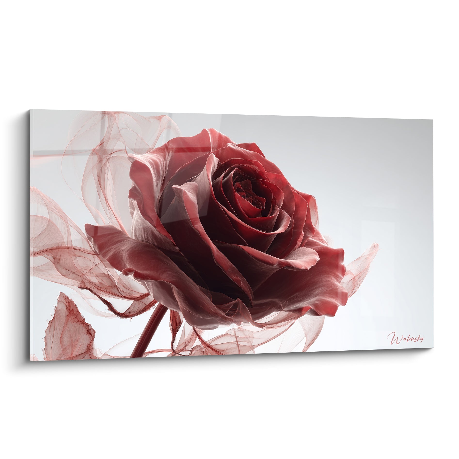 Rose rouge bordeaux aux voiles blancs vaporeux, pétales détaillés sur fond blanc épuré