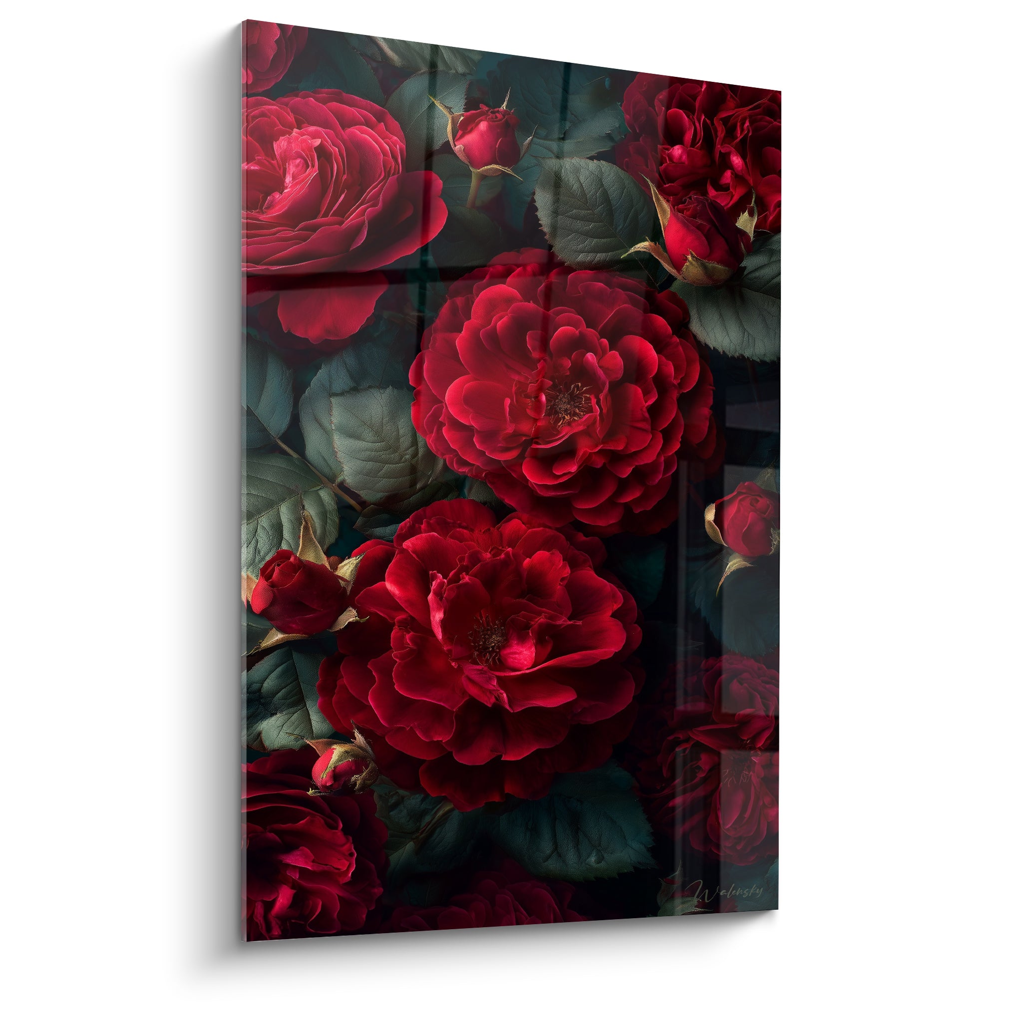 Roses rouge grenat épanouies sur fond de feuillage vert sombre, pétales veloutés en pleine lumière