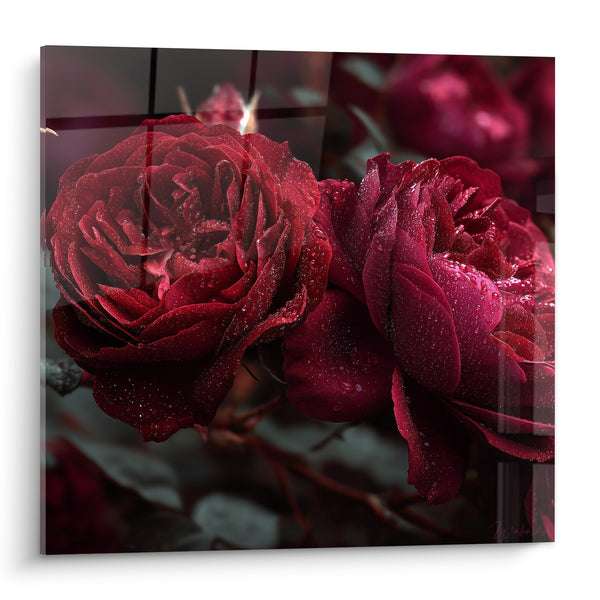 Tableau Roses rouges gouttes de rosée nacrées - Rosée matinale - Edition fleur nature