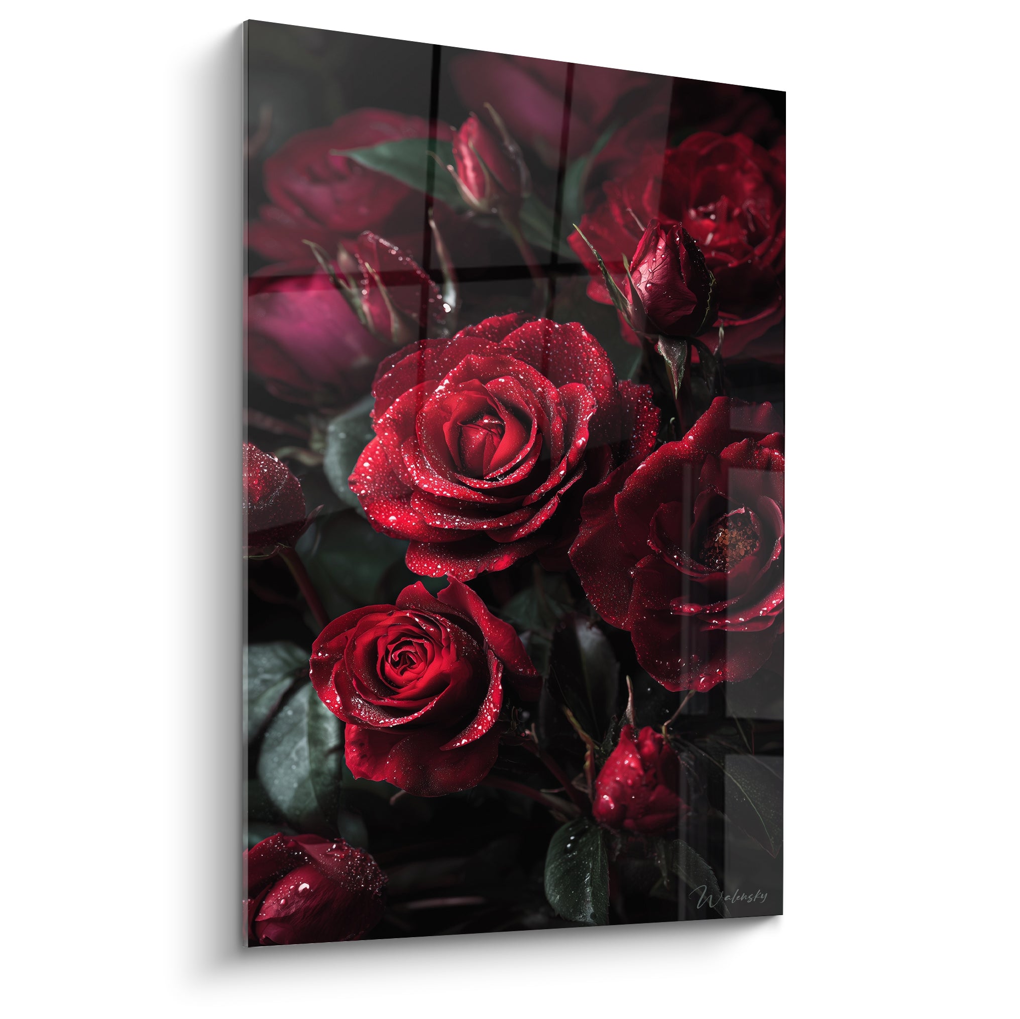 Roses rouges veloutées couvertes de gouttes de rosée sur fond anthracite intense et feuillage vert foncé