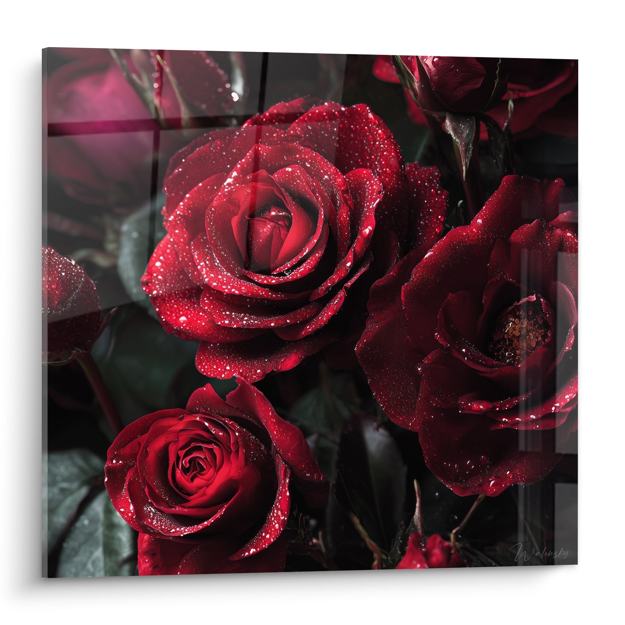 Roses rouge velours perlées de rosée, feuillage vert sombre, cœur ambré, style photographique intense