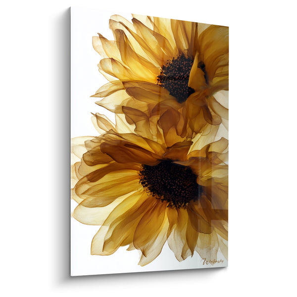 Tableau Tournesols translucides ambre et brun aux cœurs grenus - Duo superposé sur fond blanc - Edition fleur nature