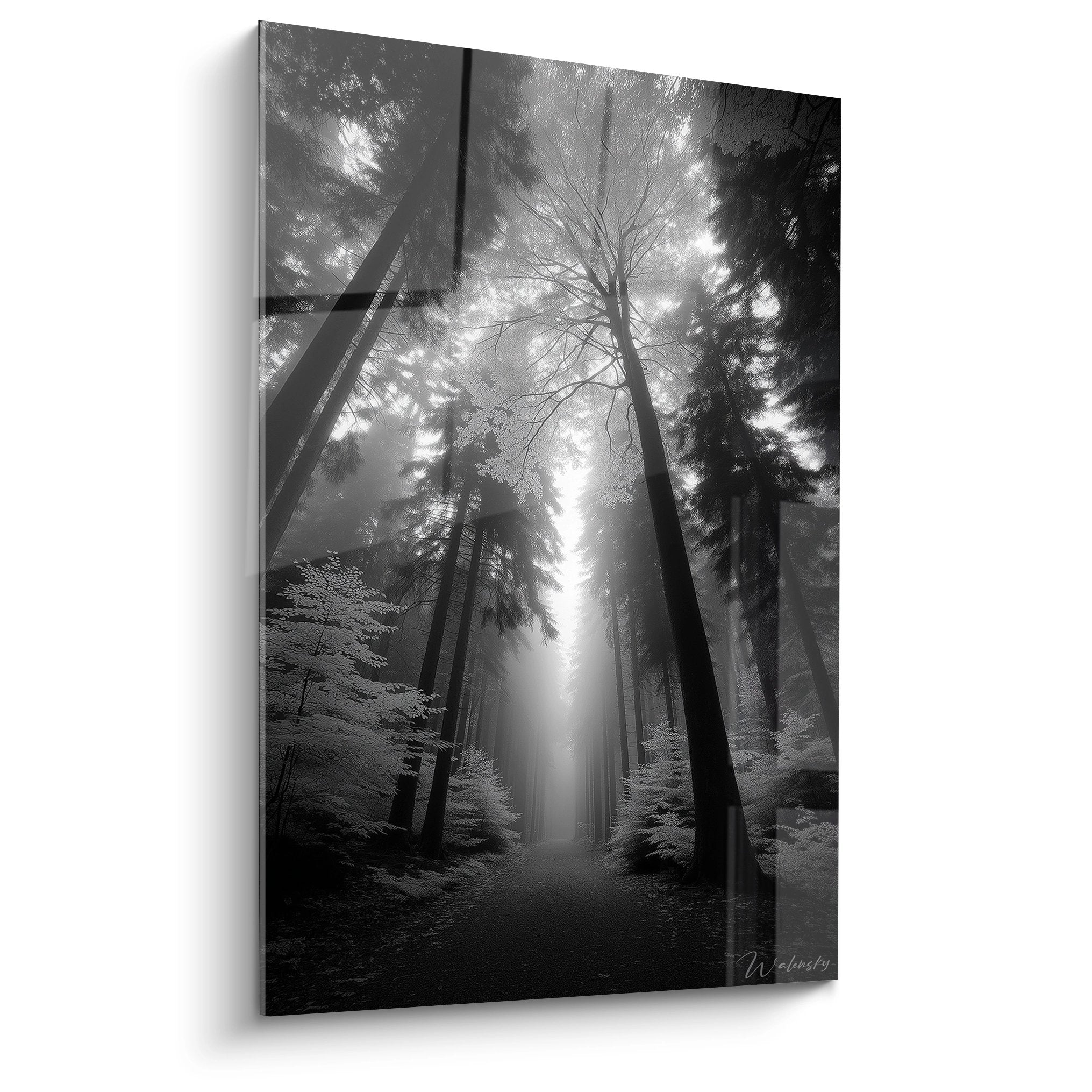 Tableau noir et blanc forêt mystérieuse rayons lumière perçant canopée arbres majestueux décoration murale nature