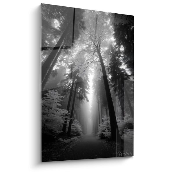 Cuadro Rayos de Luz en Bosque - Misterio Blanco y Negro - edición Bosque