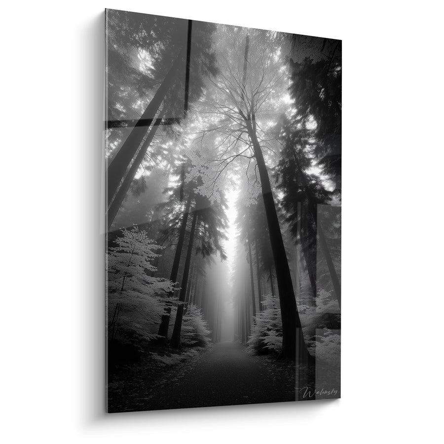 Tableau Rayons de Lumière en Forêt - Mystère Noir et Blanc - édition Forêt