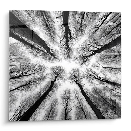 Cuadro Bosque Vista Panorámica - Canopé Místico - Edición paisaje blanco y negro