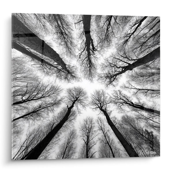 Cuadro Bosque Vista Panorámica - Canopé Místico - Edición paisaje blanco y negro