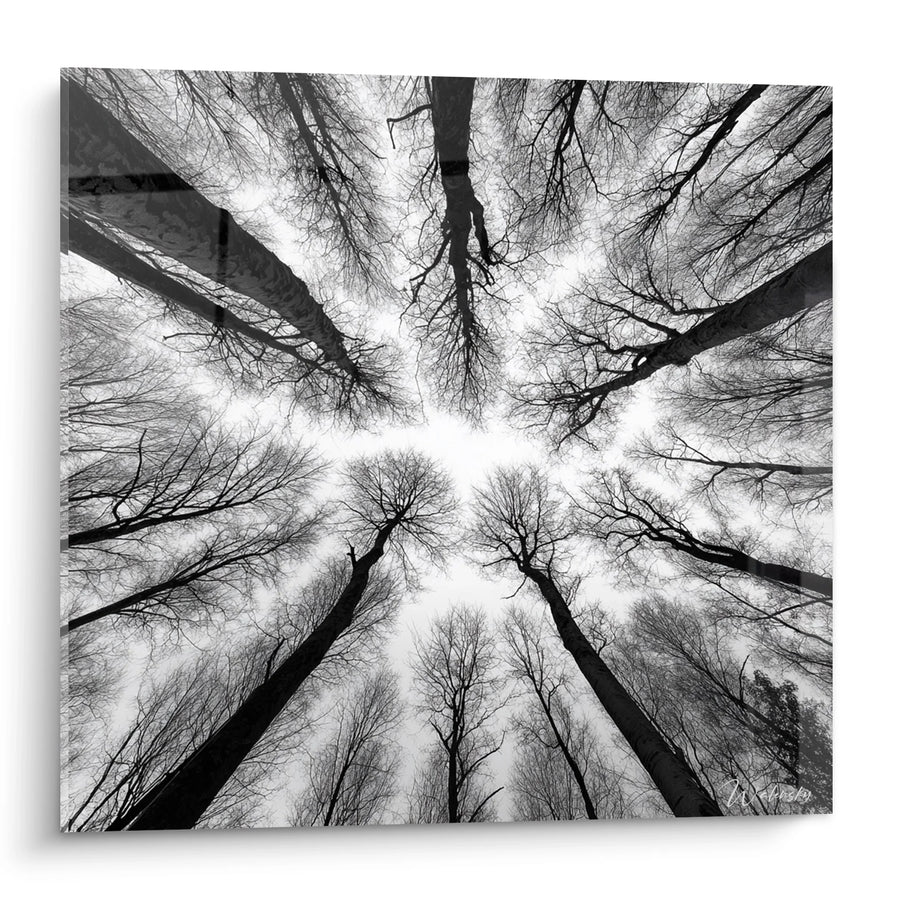 Tableau Forêt Vue Plongée - Canopée Mystique - Edition paysage noir et blanc
