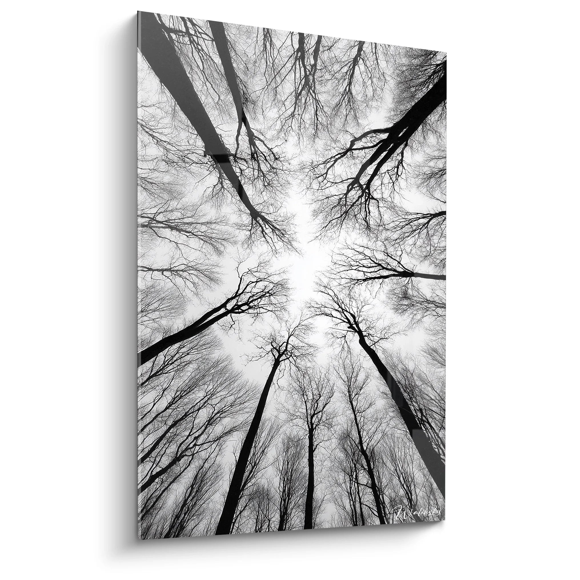 Tableau forêt noir blanc vue plongée canopée arbres nus ciel lumineux décoration murale moderne