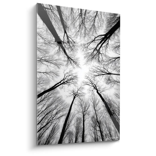 Cuadro Bosque Vista Panorámica - Canopé Místico - Edición paisaje blanco y negro