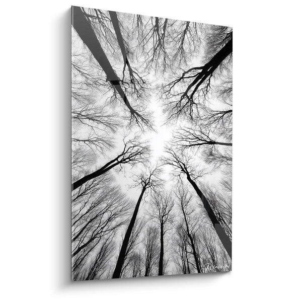 Cuadro Bosque Vista Panorámica - Canopé Místico - Edición paisaje blanco y negro