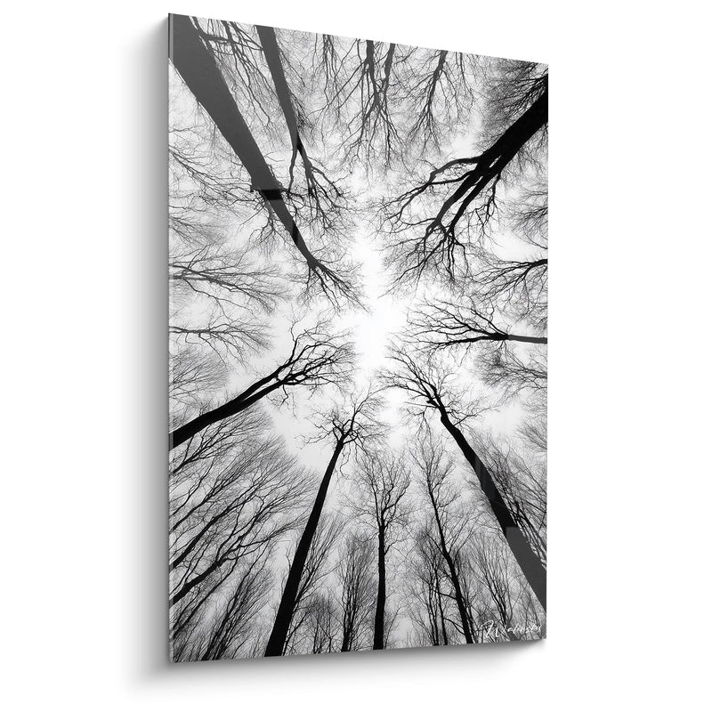 Forest Overhead View Painting - Mystical Canopy - Black and White Landscape Edition