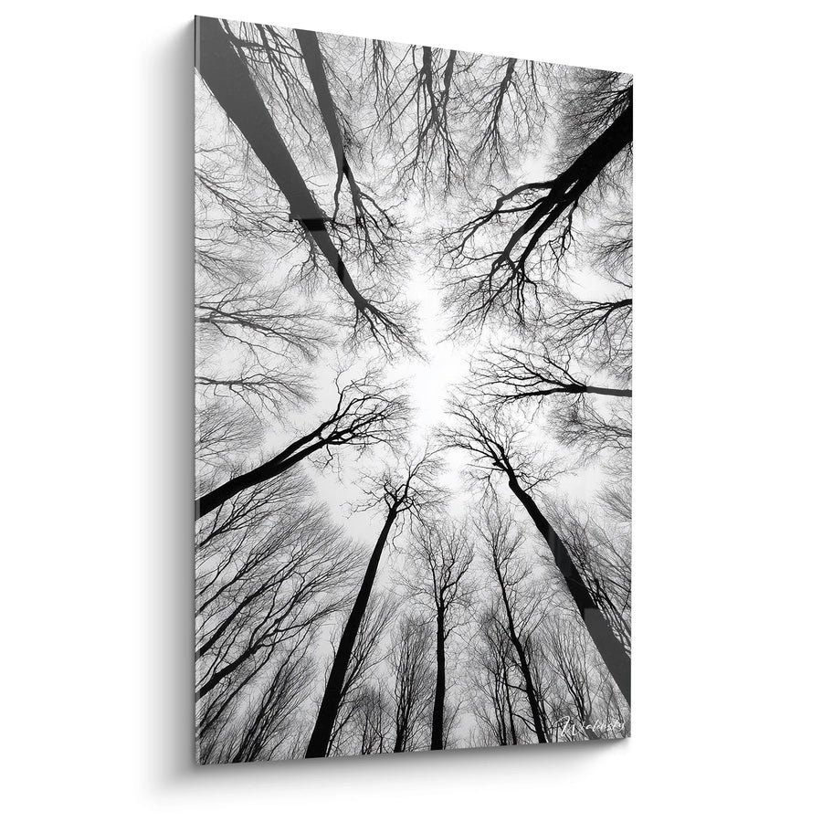 Tableau Forêt Vue Plongée - Canopée Mystique - Edition paysage noir et blanc