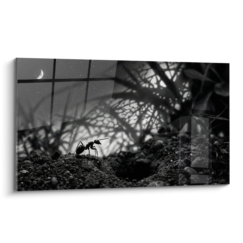 Gemälde Schwarze Ameise auf Erde unter Sternenhimmel - Nächtliche Einsamkeit - Edition Ant