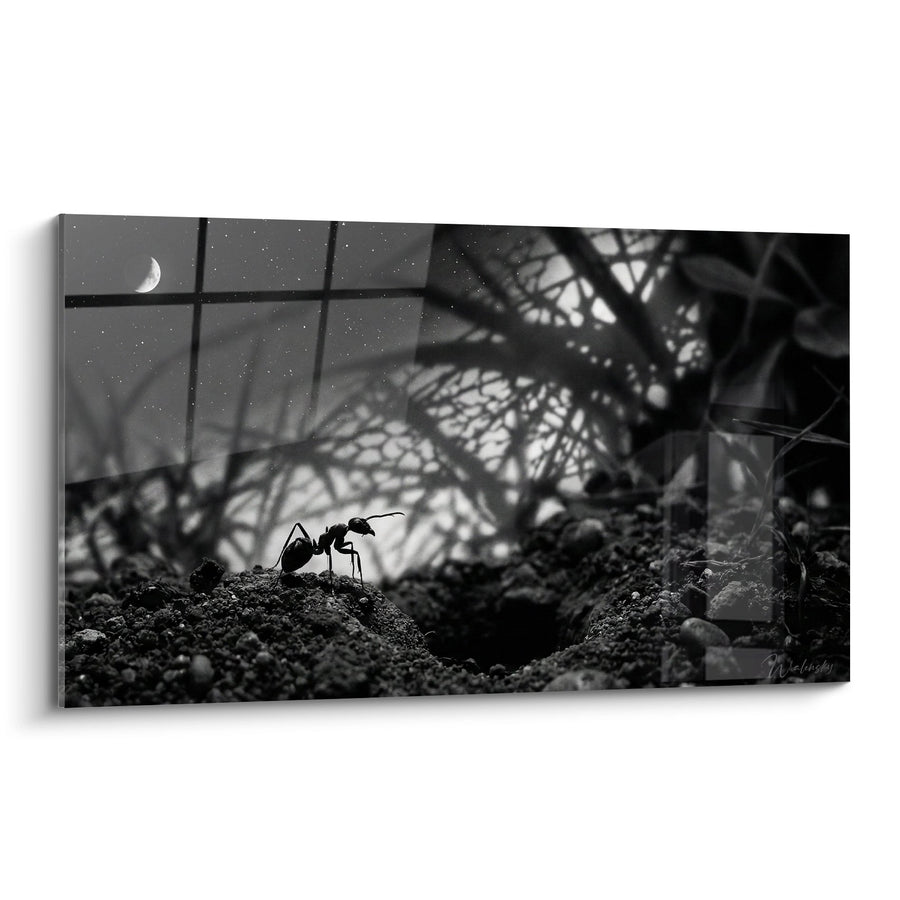 Tableau Fourmi Noire sur Terre sous Lune Étoilée - Solitude Nocturne - Edition Fourmie
