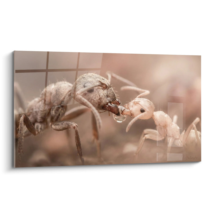 Tableau Fourmis Combat Rapproché Macro Tons Chauds - Duel Microscopique - Edition Fourmie