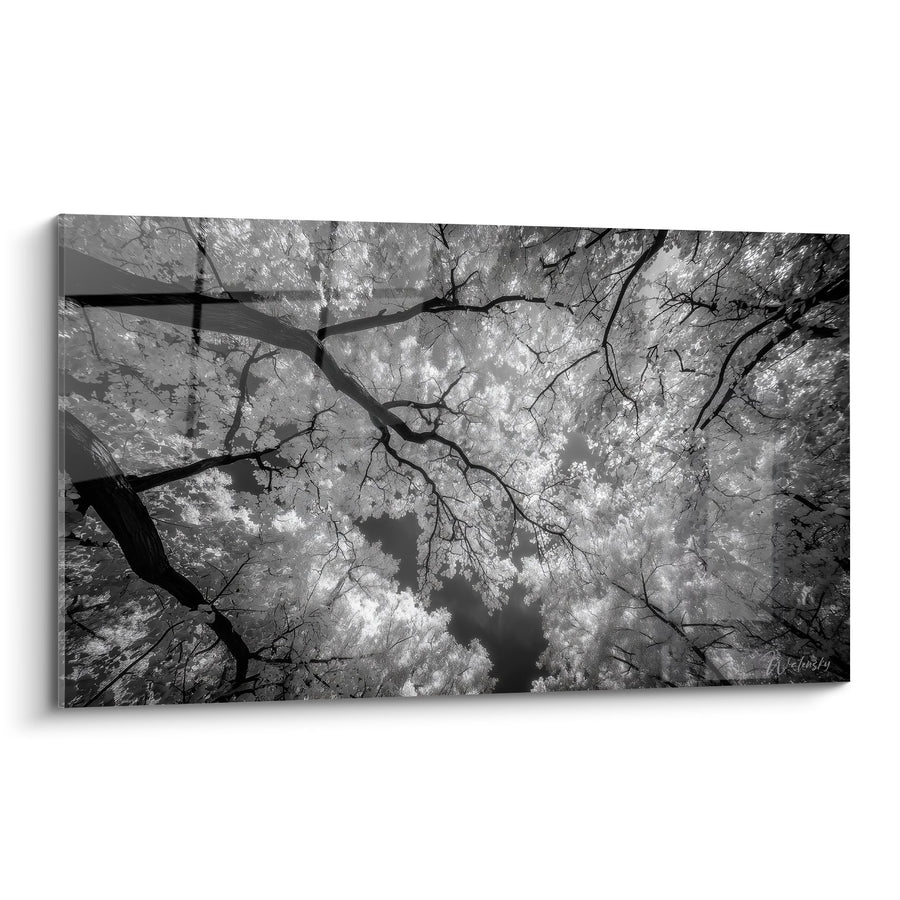 Tableau Feuillage Doré en Noir et Blanc - Perspective Verticale vers la Voûte Céleste - Edition Ginkgo