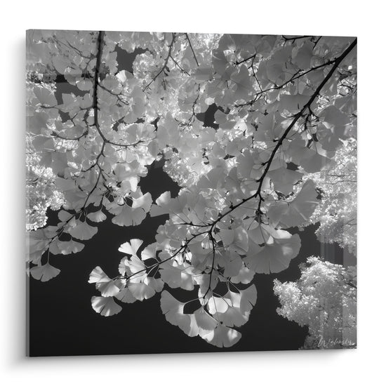 Photographie noir et blanc de feuilles de Ginkgo biloba avec branches delicates et jeux de lumiere