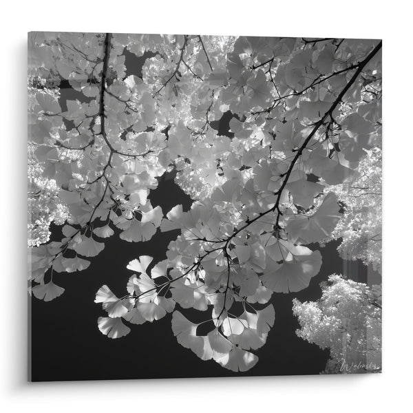 Zwart-wit ginkgobladentableau met delicate takken - Natuurlijke elegantie - Ginkgo Editie