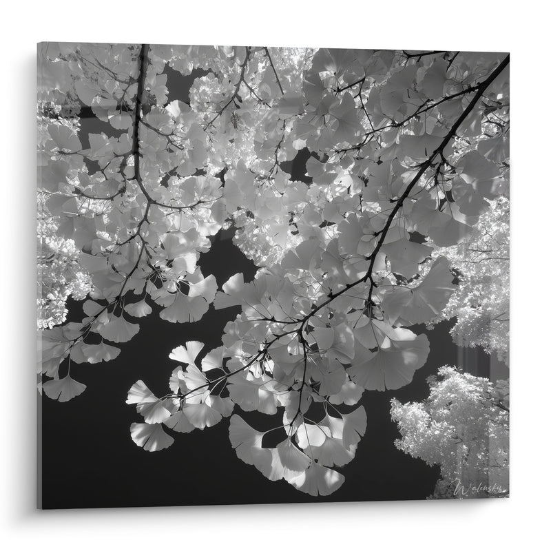 Quadro fogliame di Ginkgo in bianco e nero con rami delicati - Eleganza naturale - Edizione Ginkgo