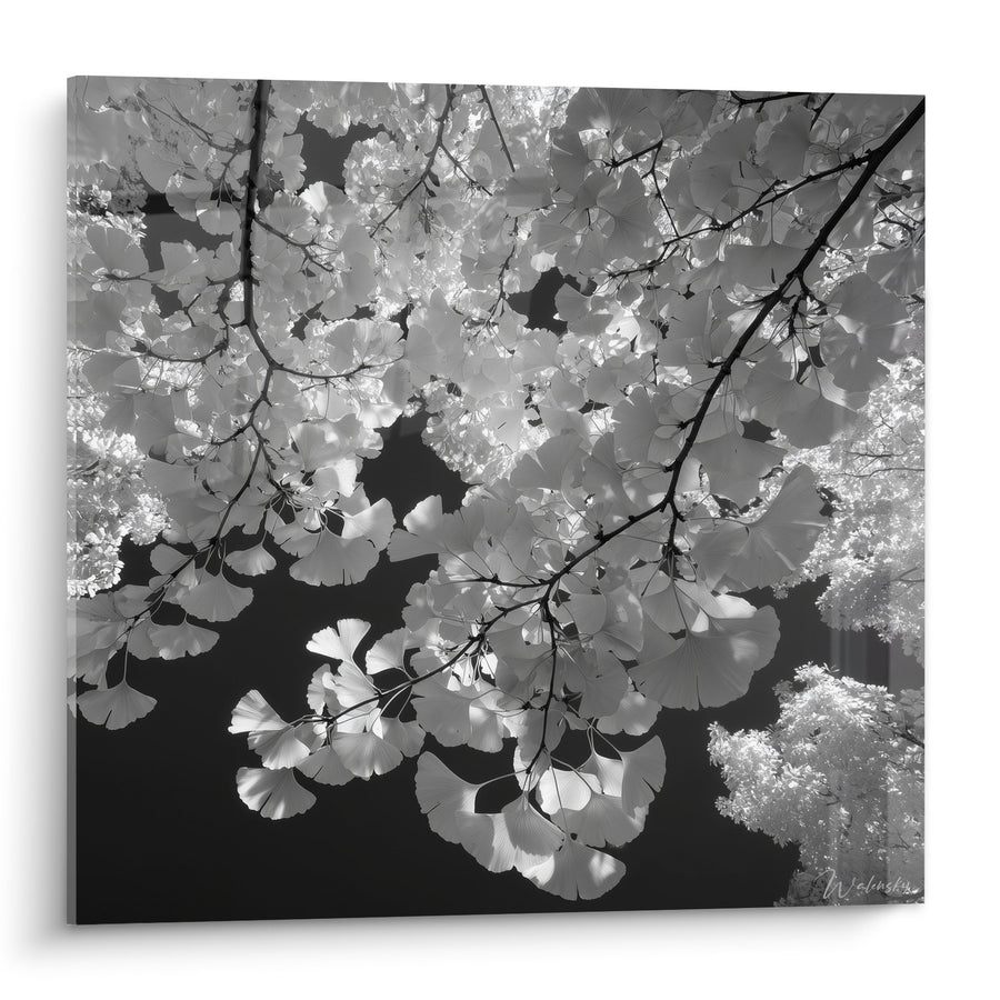 Tableau feuillage de Ginkgo en noir et blanc avec branches délicates - Élégance naturelle - Edition Ginkgo