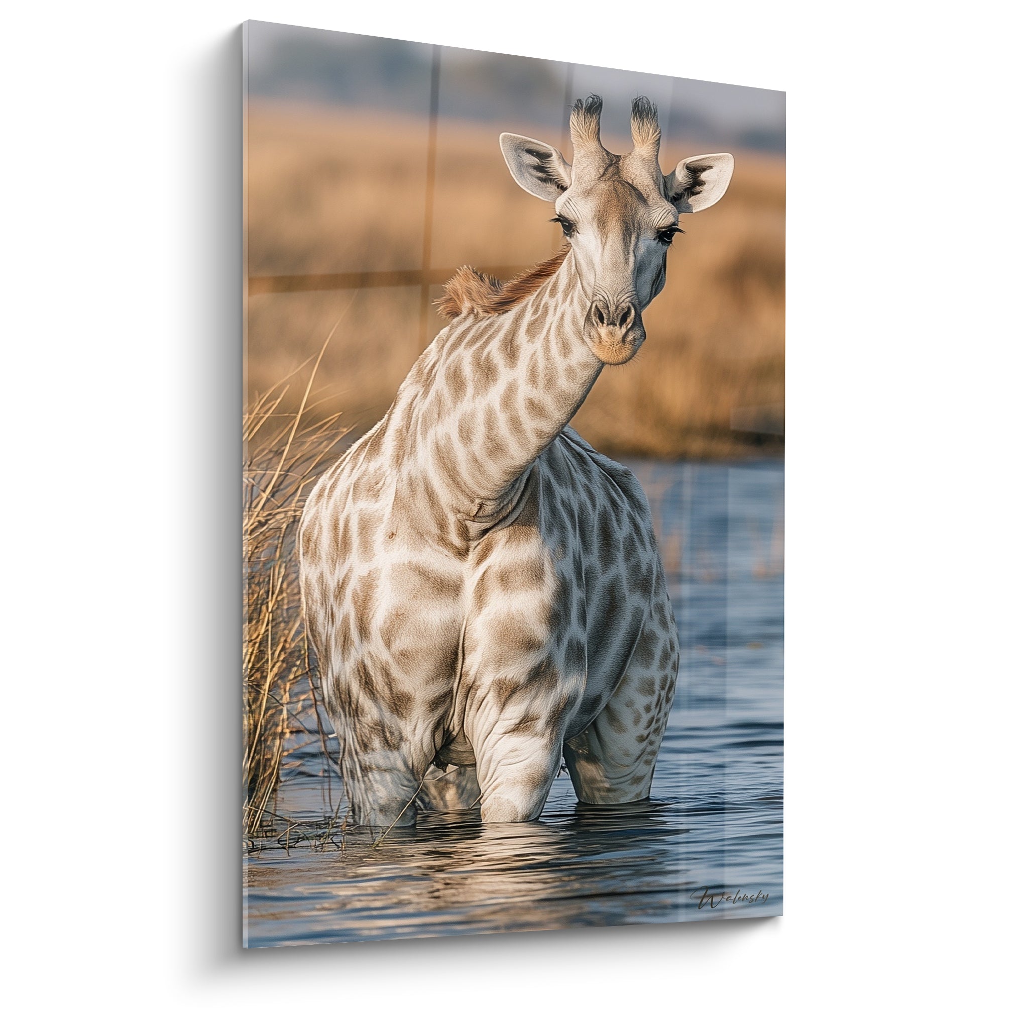 Girafe beige et brune traversant un point d'eau bleu marine, tête tournée vers l'objectif
