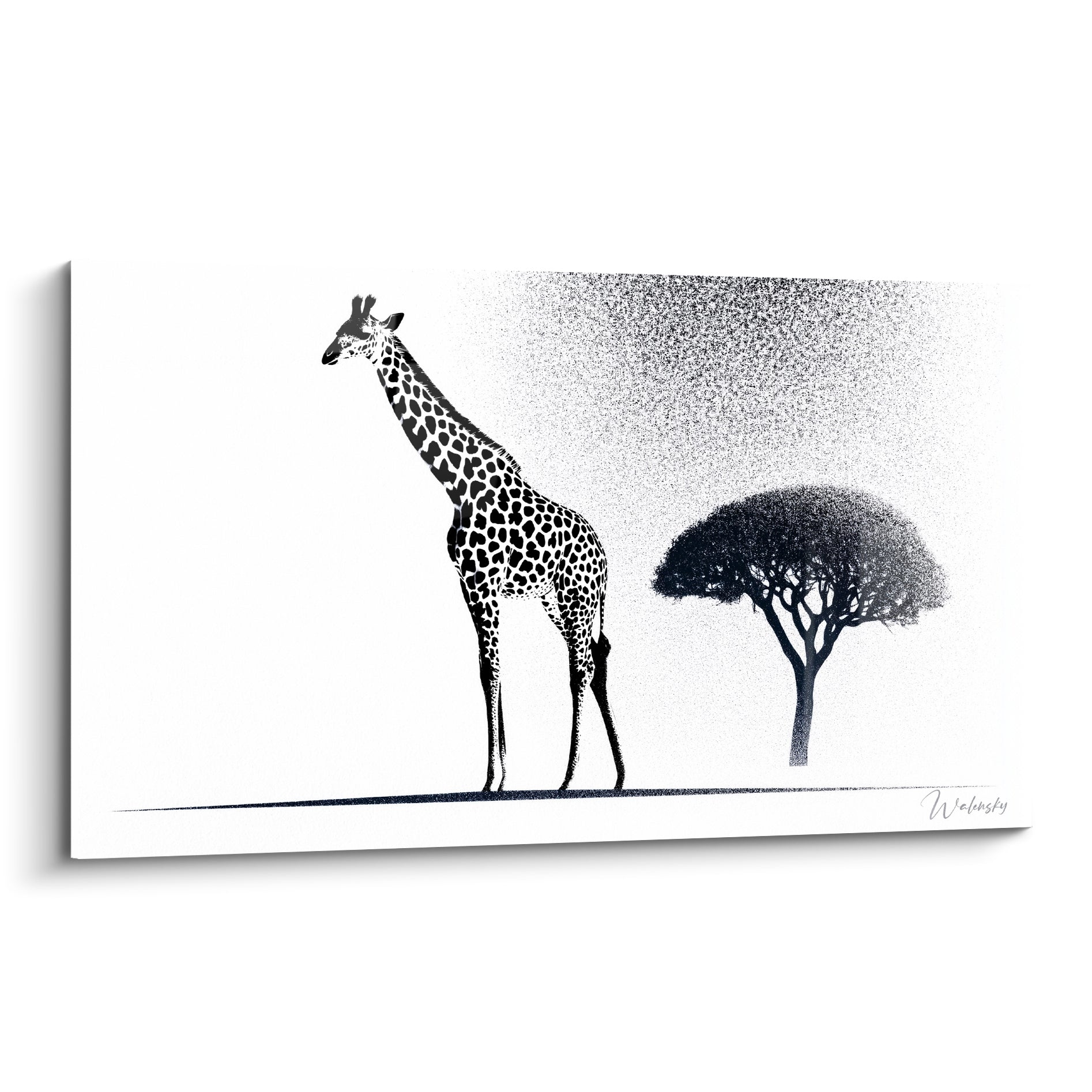 Girafe au pelage noir et blanc tacheté, debout près d'un acacia granuleux sur fond clair