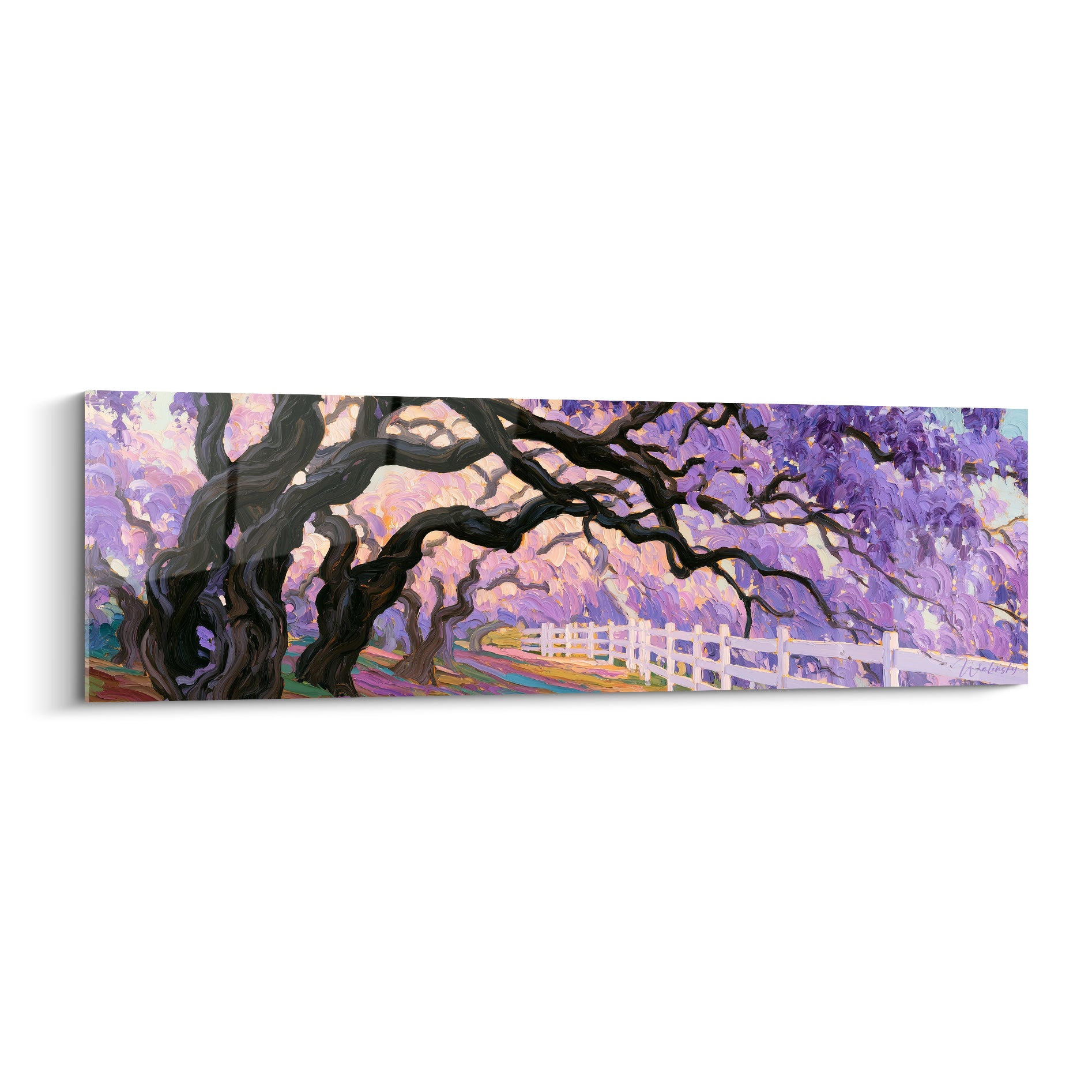 Glycine mauve et rose habille un arbre noueux, branches tordues sous ciel doré et clôture blanche