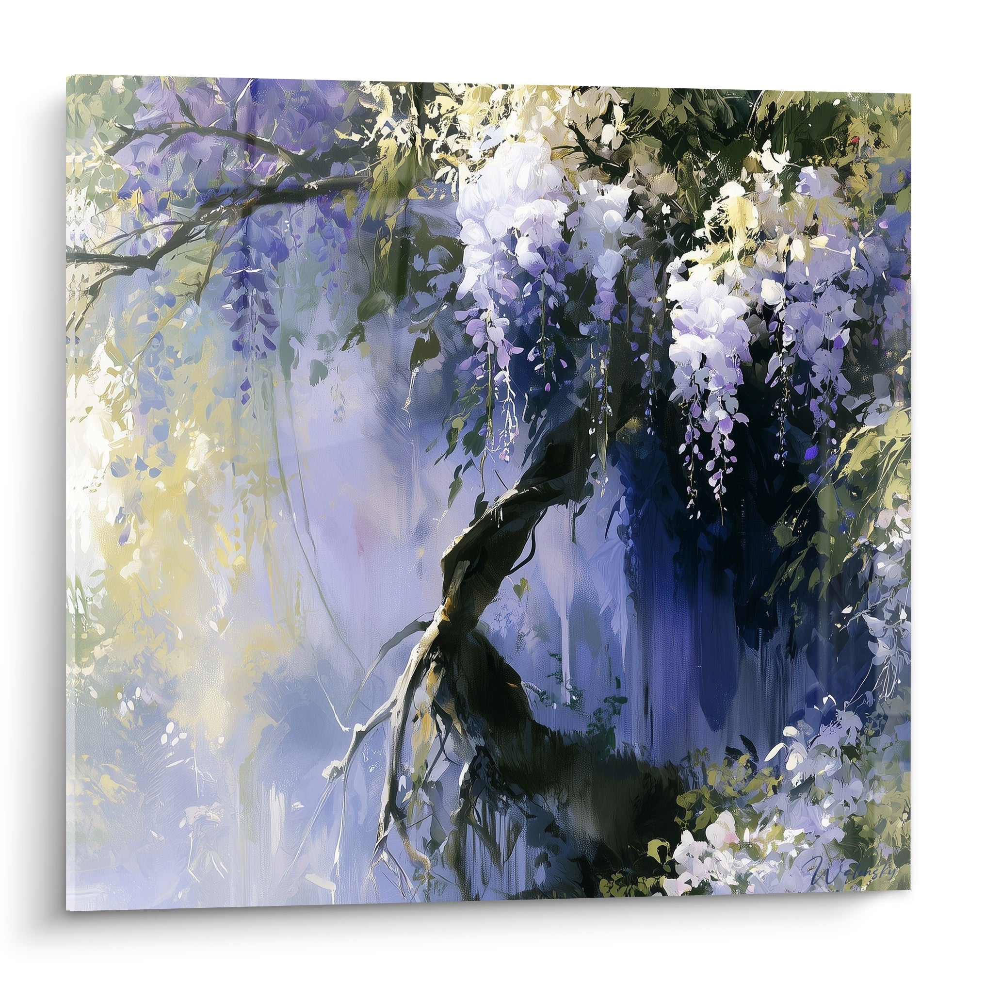 Glycine mauve et blanche en cascade sur fond bleuté, branche noueuse, lumière dorée filtrée