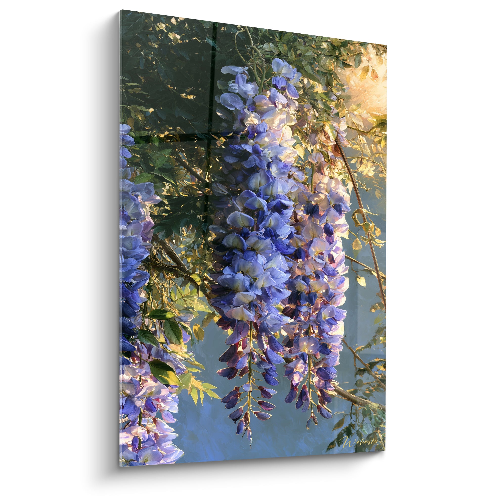 Glycine mauve et bleu lavande en cascade, lumière dorée traversant le feuillage vert profond